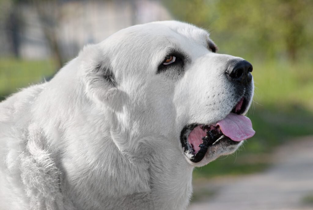 Alabai Dog In Mid Eye Roll