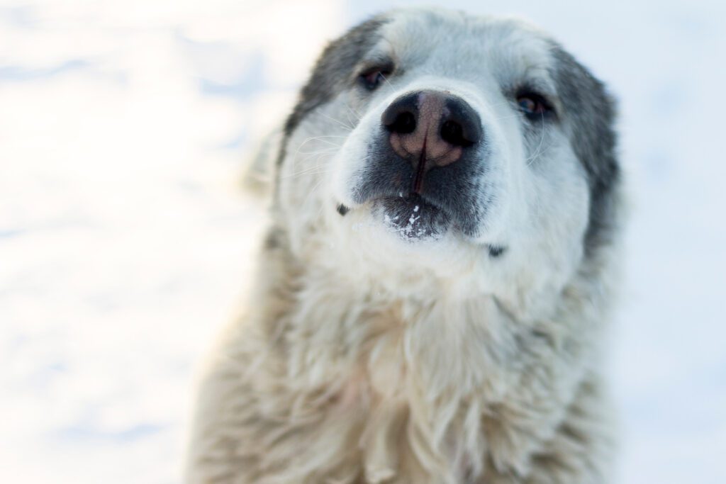 How To Adopt a Alabai in Oregon