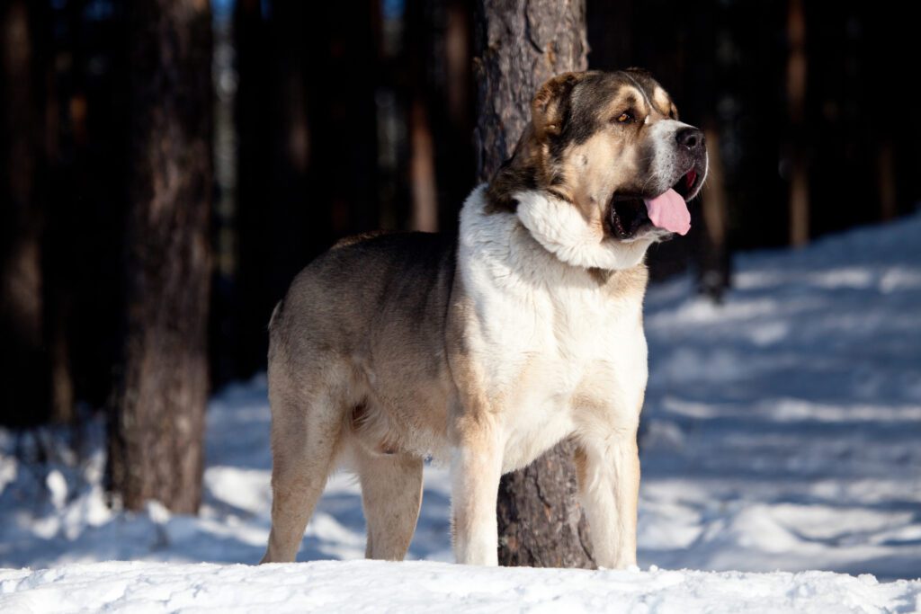 How To Adopt a Alabai in Virginia