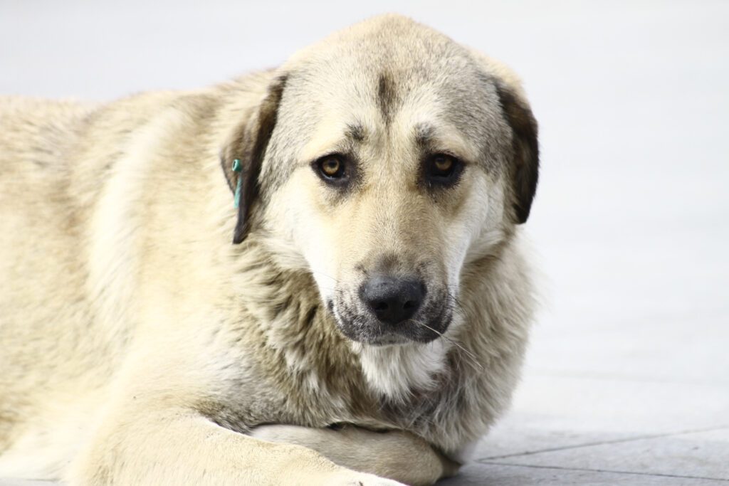 How To Adopt a Alabai in Delaware