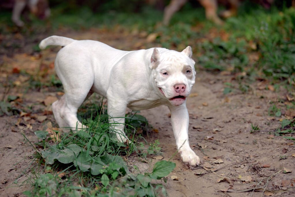 American Bully In The Park
