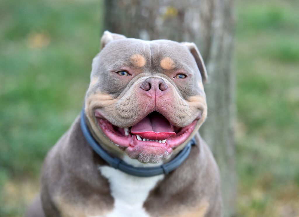 How to Adopt an American Bully in Illinois