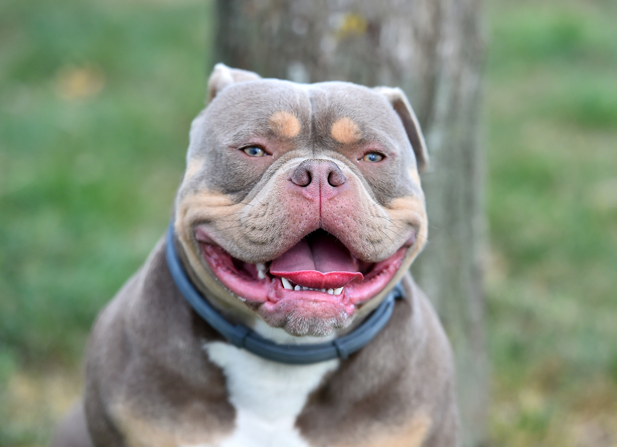 how-to-adopt-an-american-bully-in-missouri-dog-adoption-dog-academy