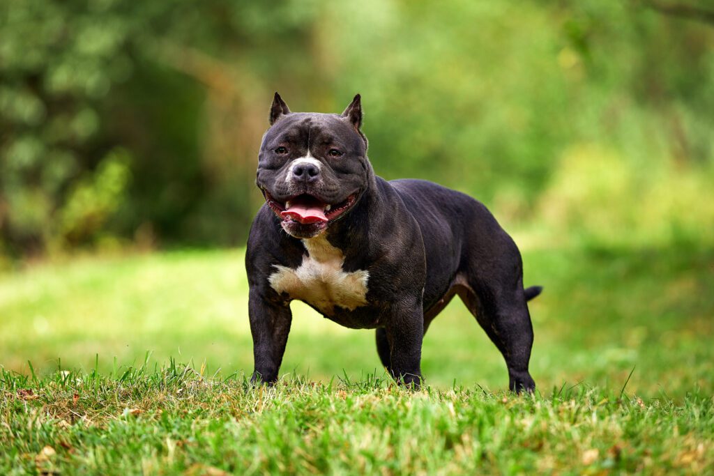 How to Adopt an American Bully in Georgia