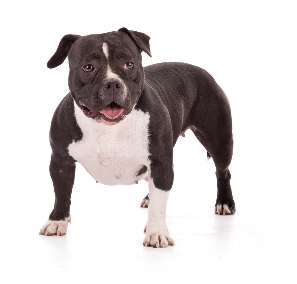 How to Adopt an American Bully in Oregon