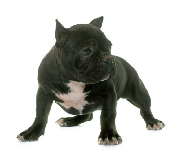 American Bully Puppy In Front Of White Background