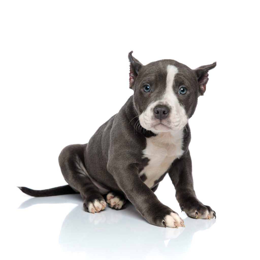 How to Adopt an American Bully in Montana