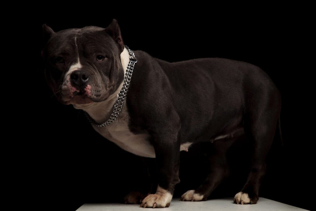 American Bully Standing On Grey Box