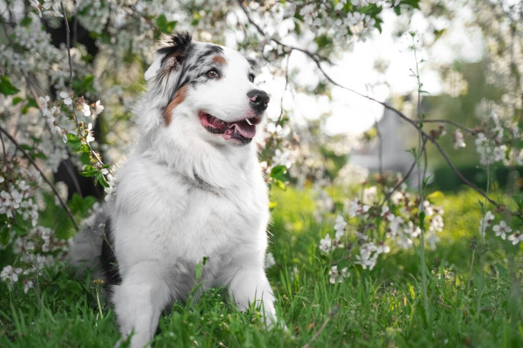 Australian Shepherd Dog Sitting On A Blooming Beautiful Colorful Tree