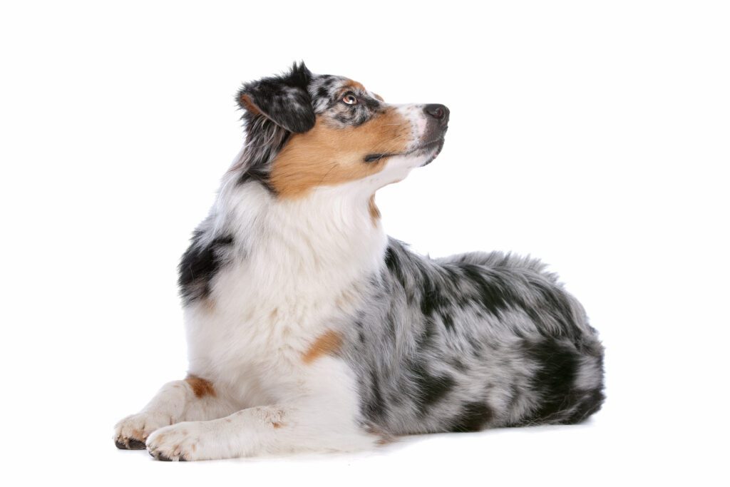 How to Adopt an Australian Shepherd in Pennsylvania