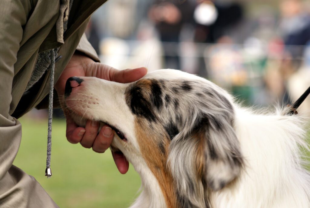 How to Adopt an Australian Shepherd in Ohio