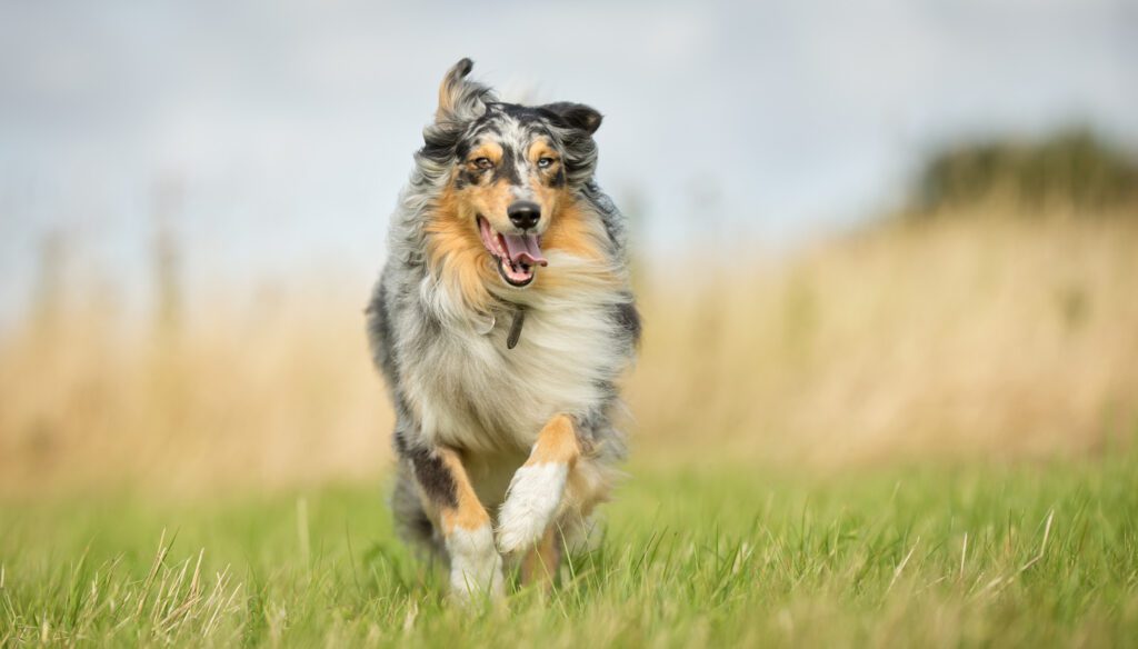 Australian Shepherd Outdoors In The Nature