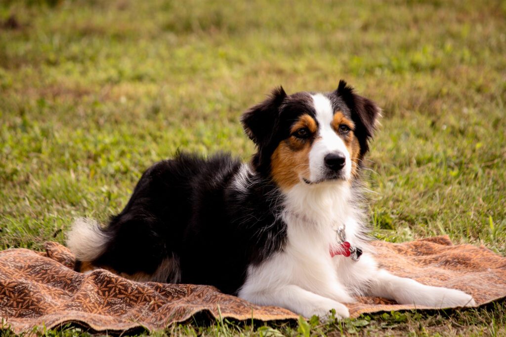 Australian Shepherd Resting On The Mat