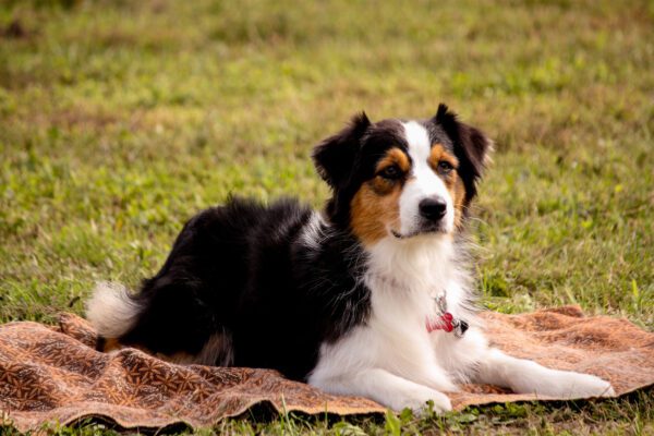 Australian Shepherd Resting On The Mat