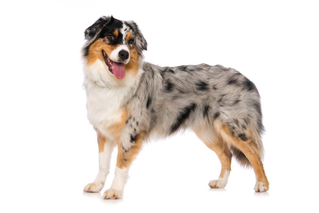 How to Adopt an Australian Shepherd in South Carolina