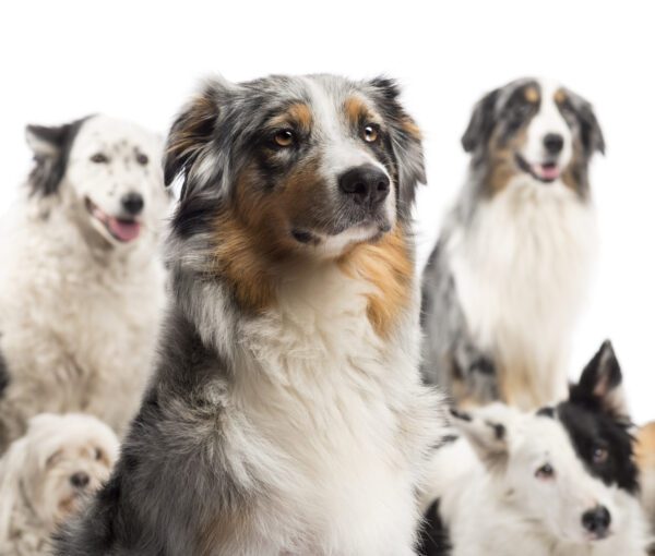 Australian Shepherd With Dogs In The Background