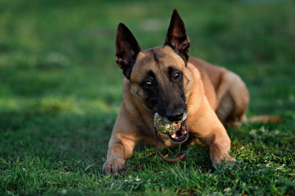 How to Adopt a Belgian Malinois in Rhode Island