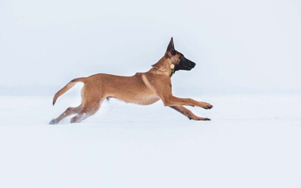 How to Adopt a Belgian Malinois in Washington