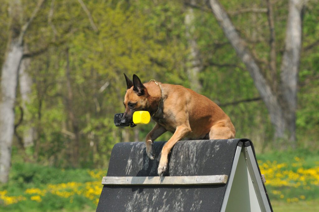 Belgian Malinois Jumping Over An Obstacle In A Competition