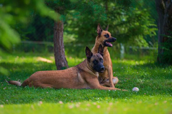 Belgian Malinois Lying On Grass