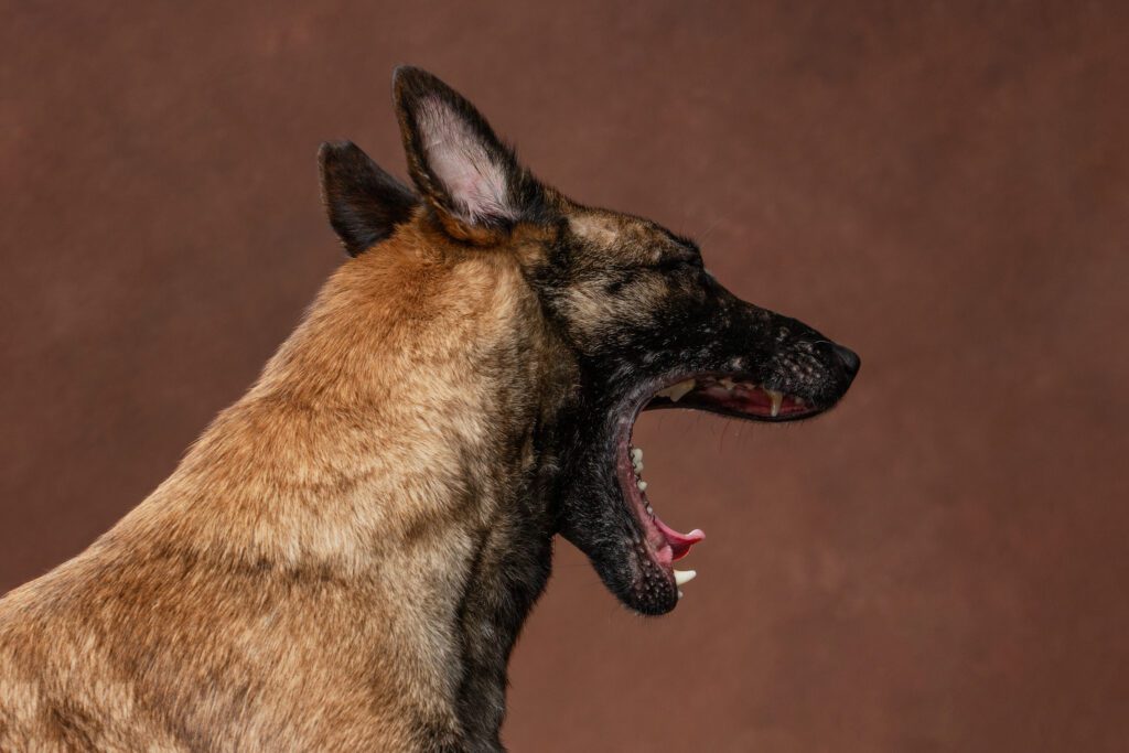 How to Adopt a Belgian Malinois in Louisiana