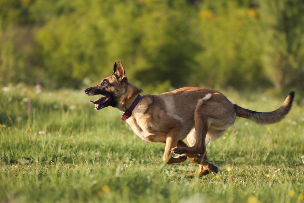 How to Adopt a Belgian Malinois in Ohio