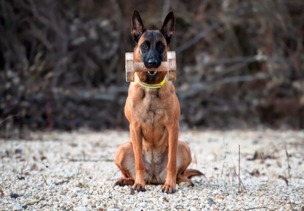 Belgian Malinois Sitting On The Ground With A Dumbbell In Its Mouth