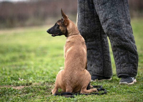 Belgian Malinois Training