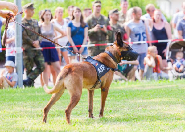 Belgian Malinois With Muzzle