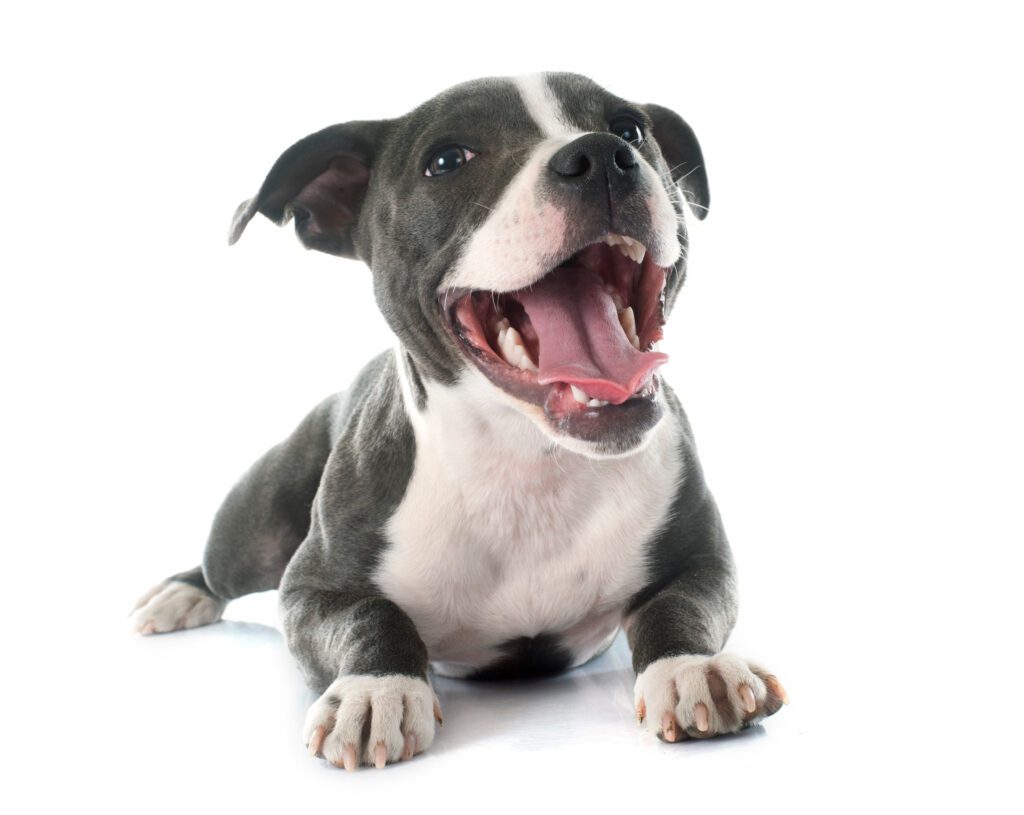 How to Adopt a Blue Nose Pitbull in Ohio