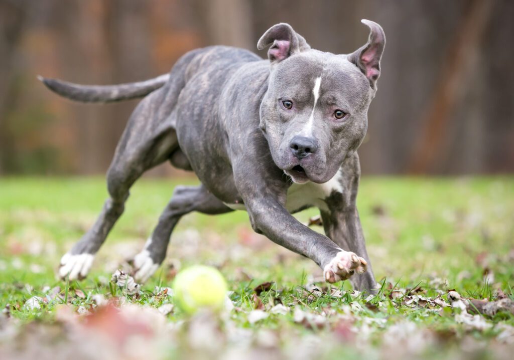 Blue Nosed Pit Bull Joyfully Chases After A Bright Green Tennis Ball In A Vibrant, Leaf Strewn Park