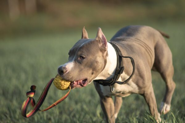Blue Nosed Pit Bull Plays In A Spring Field