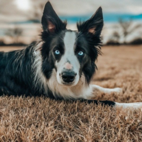 border collie in Amarillo, Texas