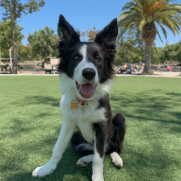 border collie in Anaheim, California