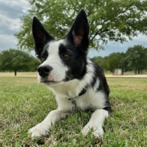 border collie in Arlington, Texas