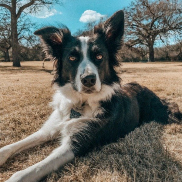 border collie in Austin, Texas