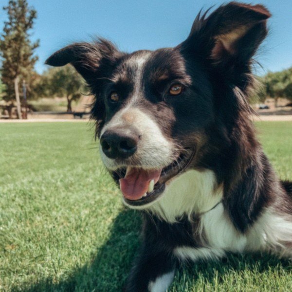 border collie in Bakersfield, California