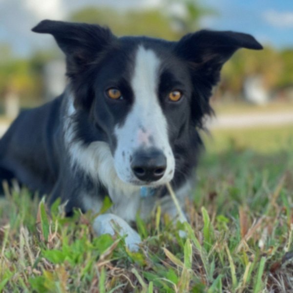 border collie in Cape Coral, Florida