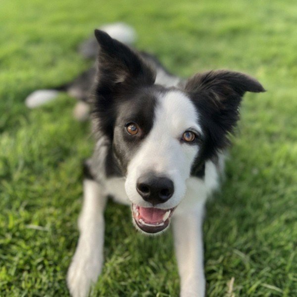 border collie in Chula Vista, California
