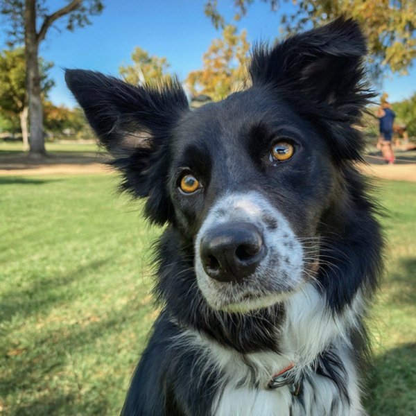 border collie in Corona, California