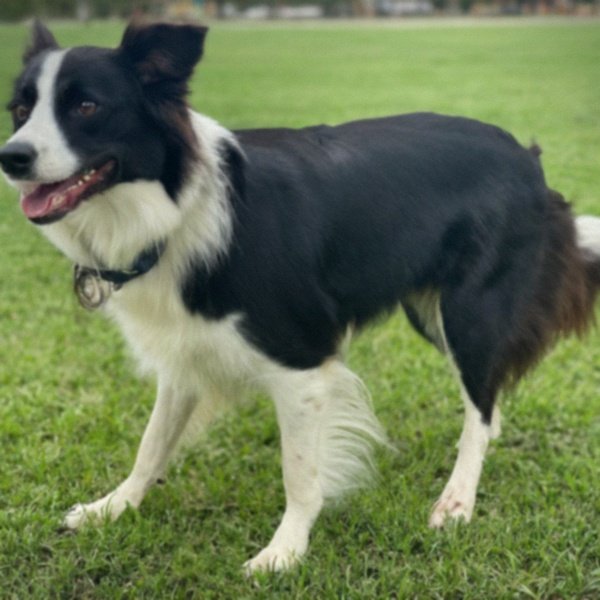 border collie in Corpus Christi, Texas