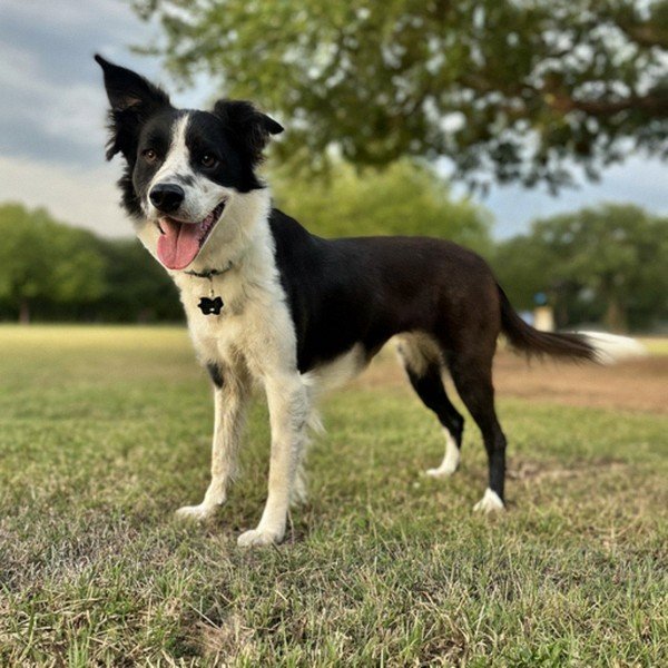 border collie in Dallas, Texas