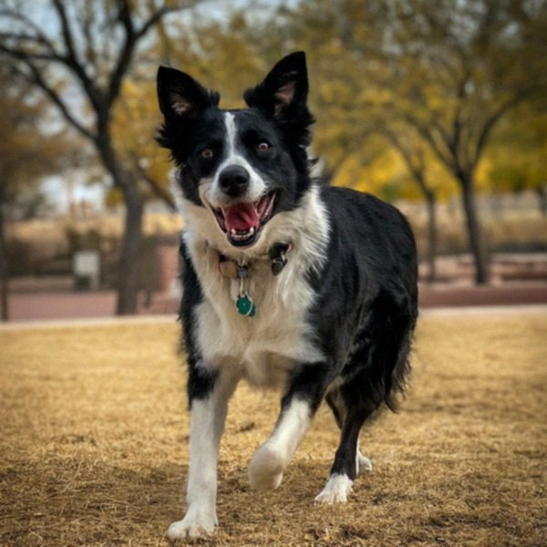 border collie in El Paso, Texas