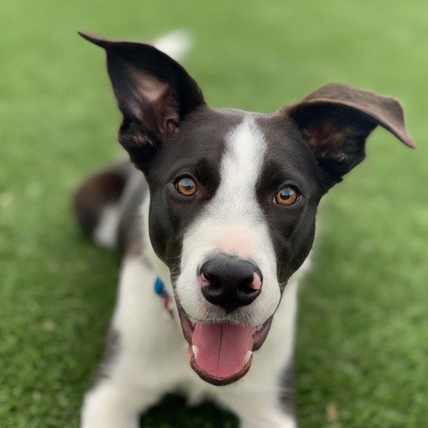 border collie in Elk Grove, California