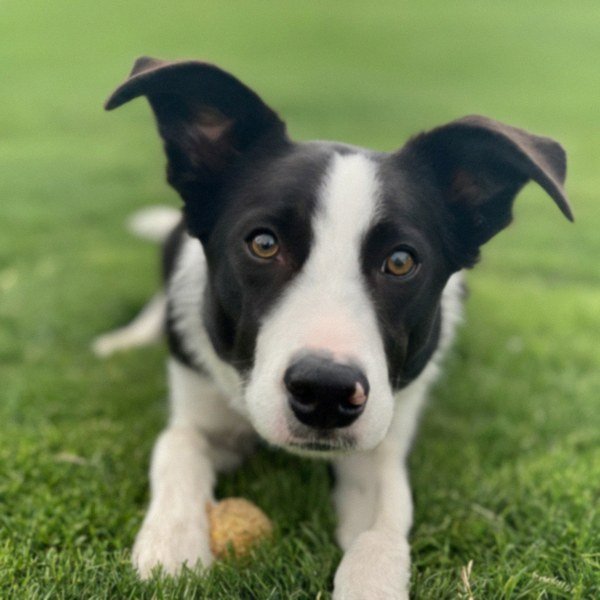 border collie in Escondido, California