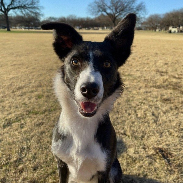 border collie in Fort Worth, Texas