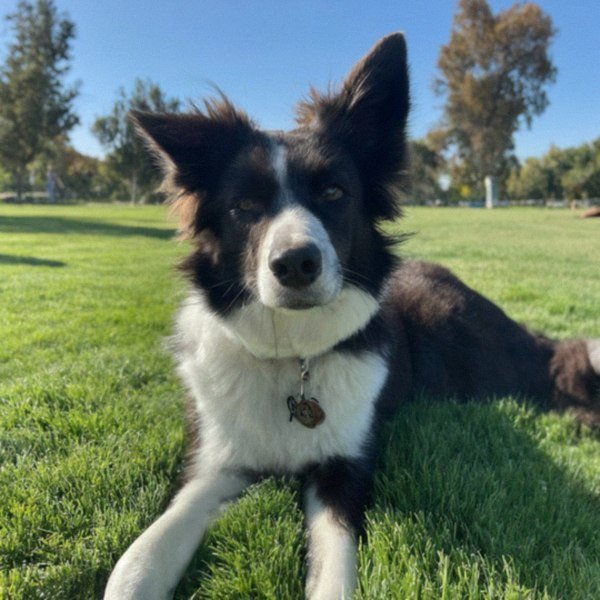 border collie in Fremont, California