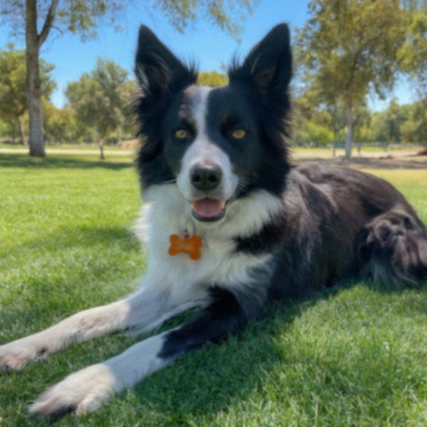 border collie in Fresno, California