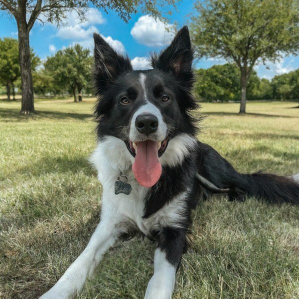 border collie in Frisco, Texas