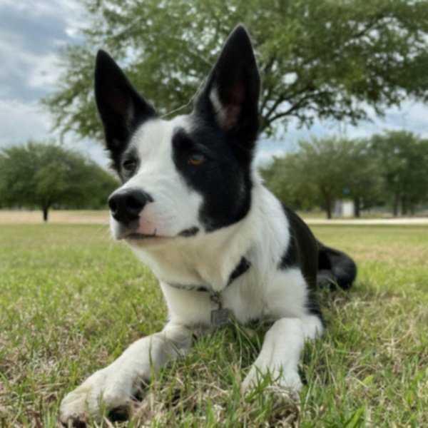 border collie in Garland, Texas